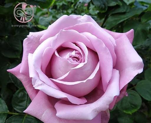 عکس گل رز یاسی