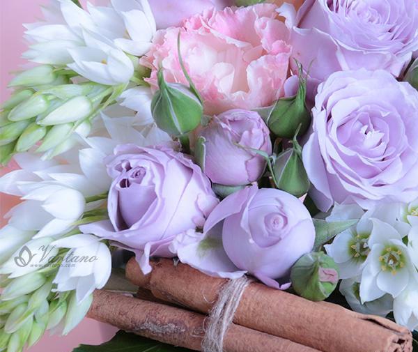 عکس گل رز یاسی
