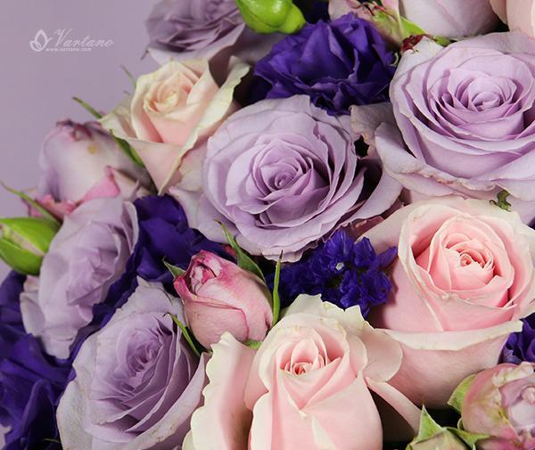 عکس گل رز یاسی