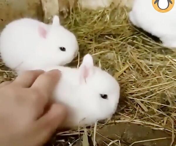 عکس خرگوش پسرانه