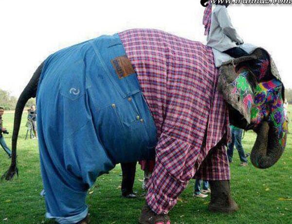 عکس فیل آبی