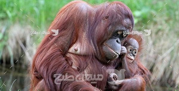 عکس میمون اورانگوتان