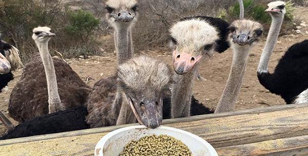 عکس غذای شتر