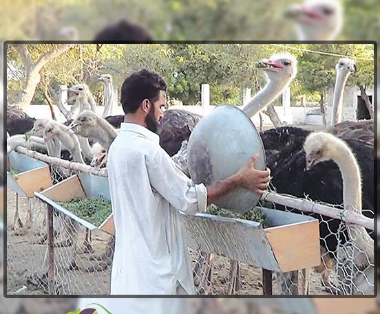 عکس غذای شتر