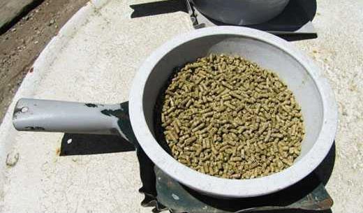 عکس غذای شتر