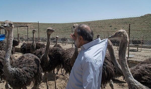 عکس غذای شتر