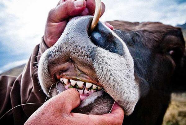 عکس گاو پیر