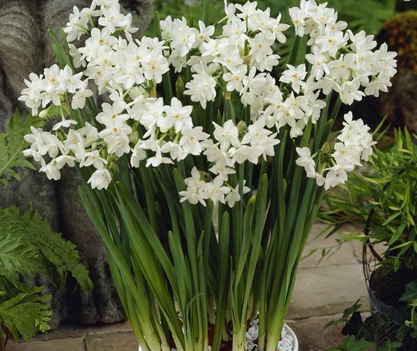 عکس گل نرگس در خانه