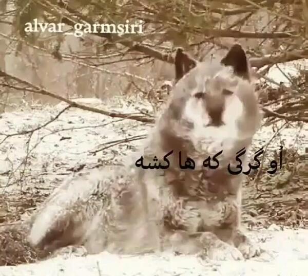 عکس پیری علی راس کمالوند
