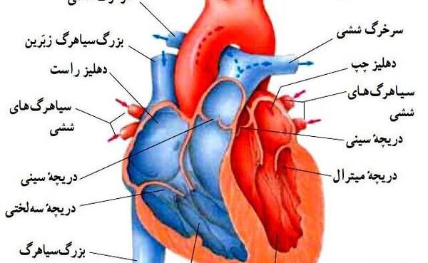 عکس قلب انسان در بدن
