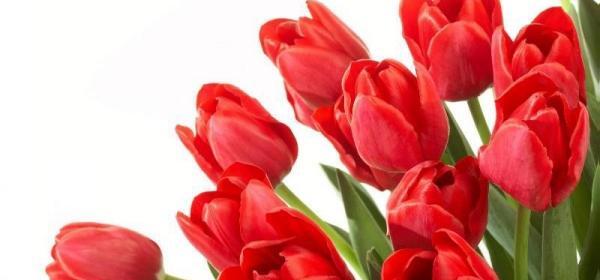 عکس گل لاله در ایران