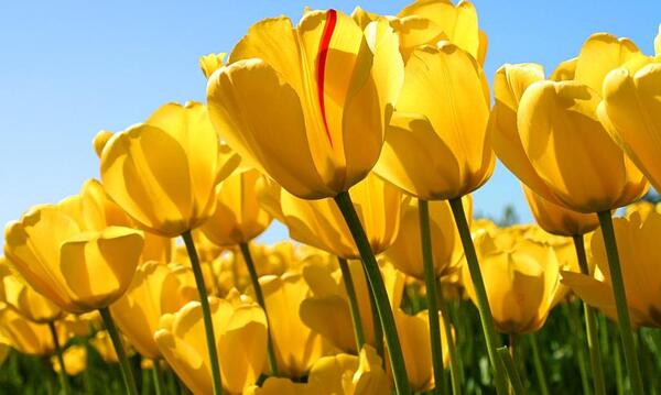 عکس گل لاله زرد و قرمز