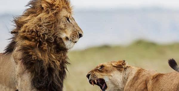 عکس شیر ماده و نر