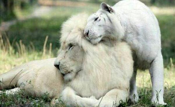 عکس شیر ماده و نر