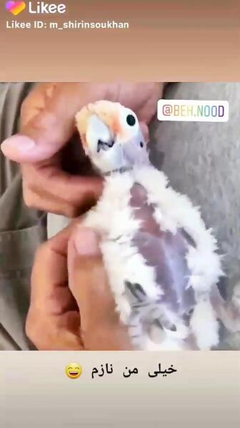 عکس طوطی گگاب