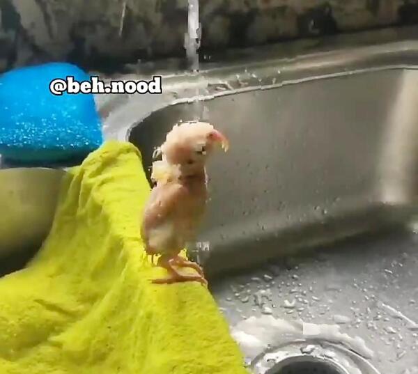 عکس طوطی گگاب