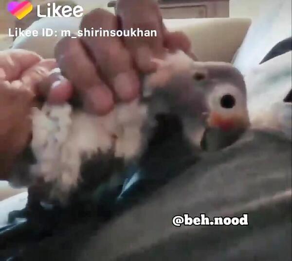 عکس طوطی گگاب