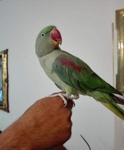 عکس طوطی گگاب
