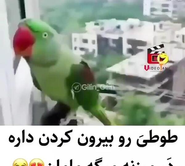 عکس طوطی گگاب