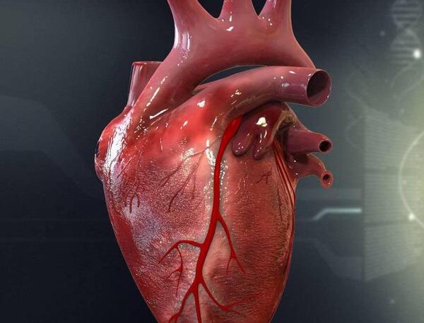 عکس قلب آدمیزاد