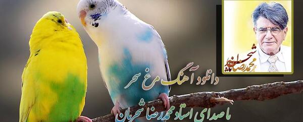عکس نوشته مرغ سحر ناله سر کن