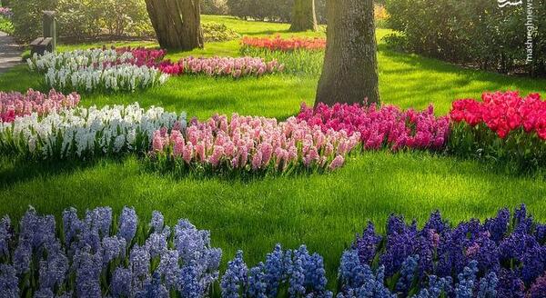 عکس تصاویر زیبای طبیعت هلند