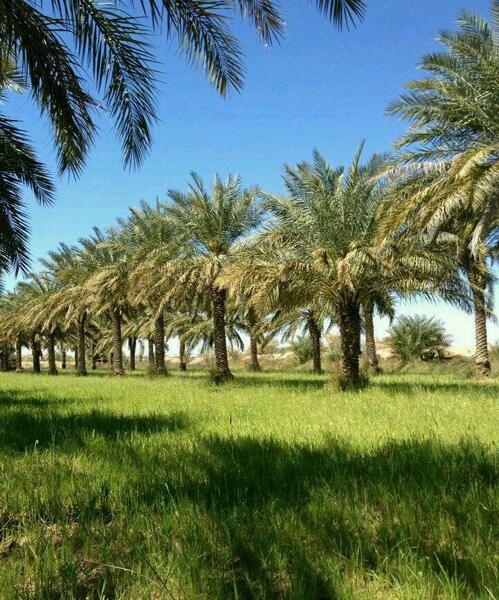 عکس تصاویر طبیعت زیبای خوزستان