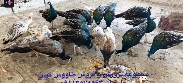 عکس طاووس مصری