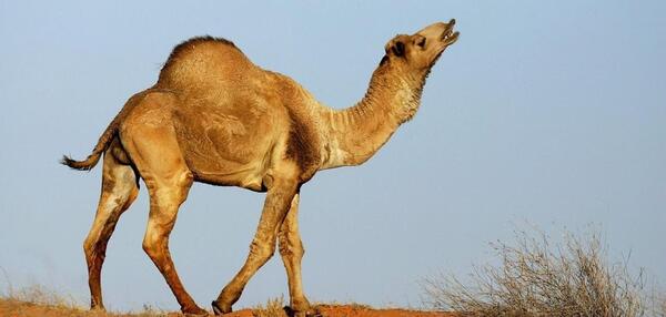 عکس شتر در صحرا
