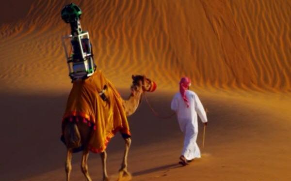عکس شتر در صحرا