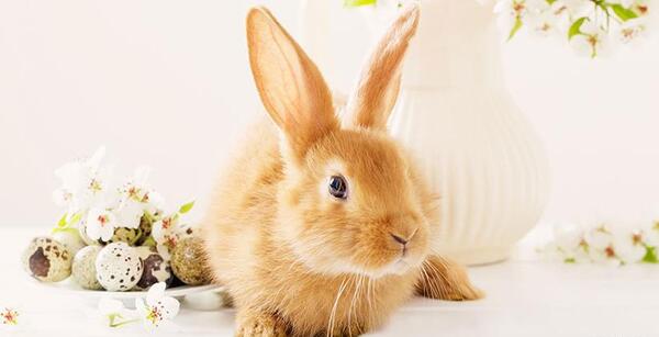 عکس خرگوش عصبانی
