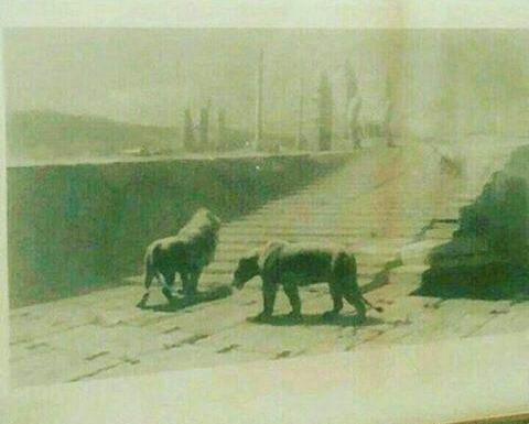 عکس شیر ایران
