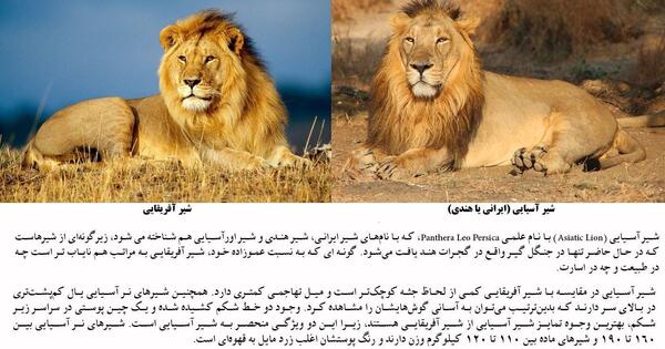 عکس شیر ایران