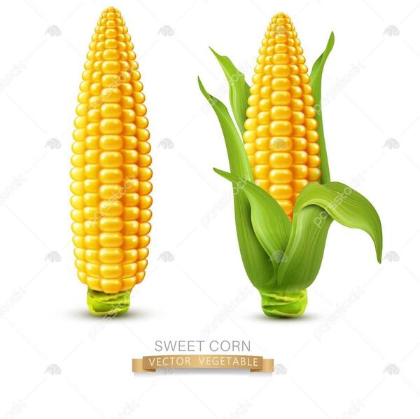 عکس ذرت نقاشی شده