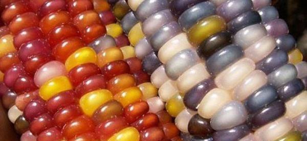 عکس ذرت نقاشی شده