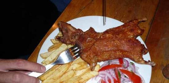 عکس غذا خوردن همستر