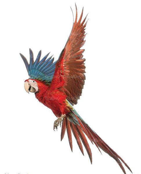 عکس کیک طوطی