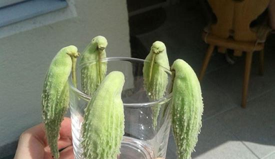 عکس کیک طوطی