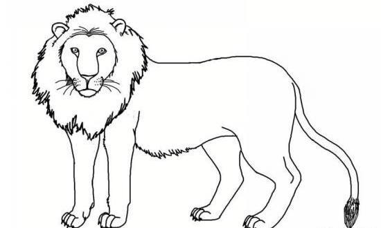 عکس شیر نقاشی