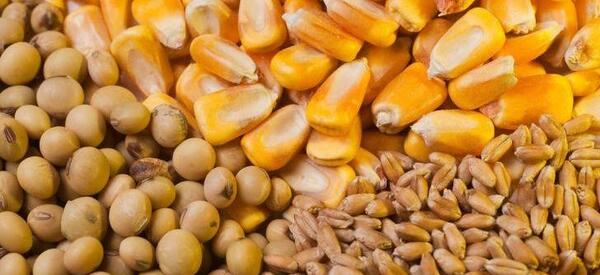 عکس ذرت و گندم