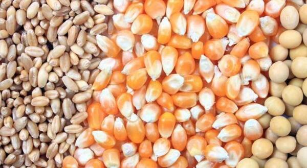 عکس ذرت و گندم
