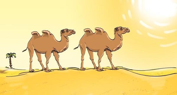 عکس شتر رو پیدا کن