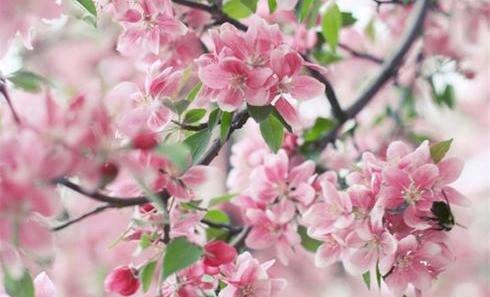 عکس شکوفه زیبای بهاری