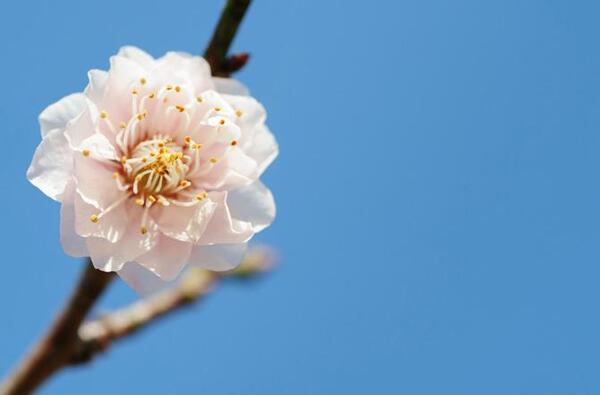 عکس شکوفه زیبای بهاری