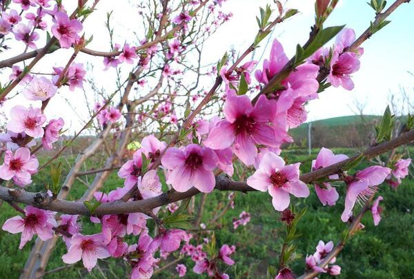 عکس شکوفه زیبای بهاری