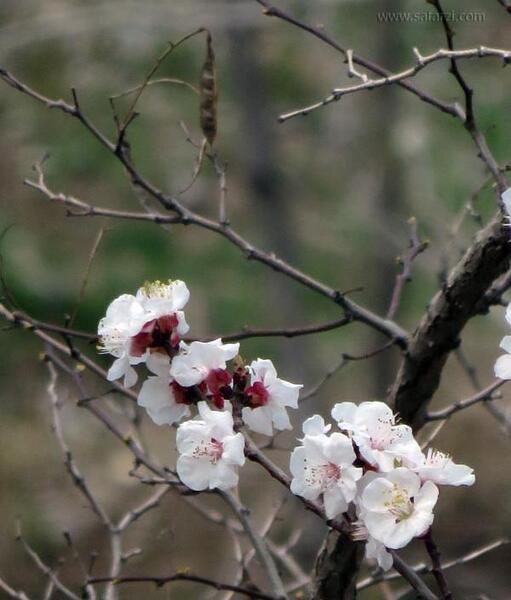 عکس شکوفه زیبای بهاری