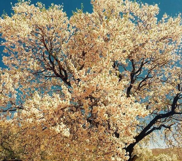عکس شکوفه زیبای بهاری
