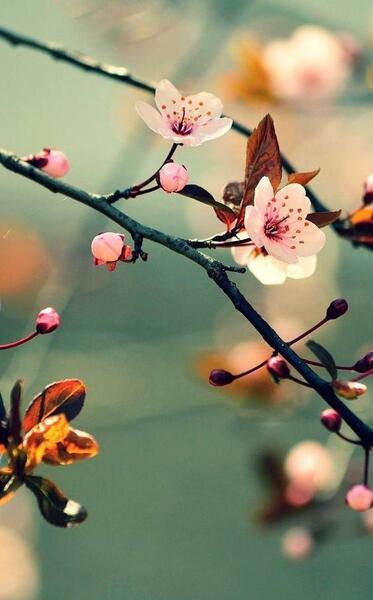 عکس شکوفه زیبای بهاری