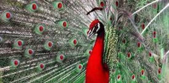 عکس طاووس همه رنگی