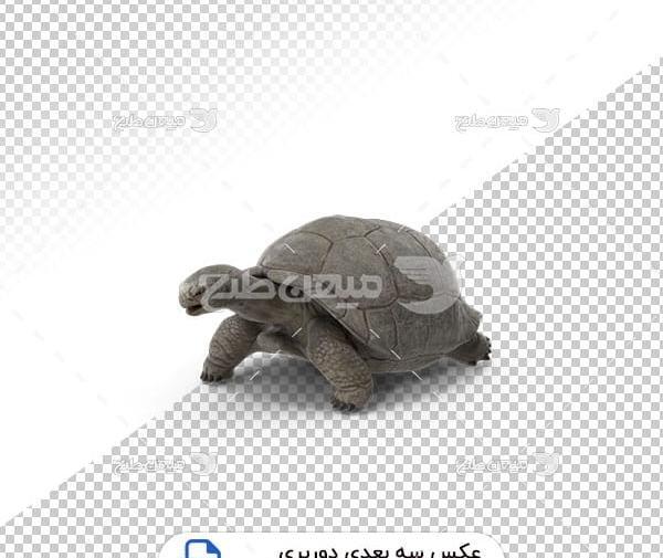 عکس لاک پشت صحرایی